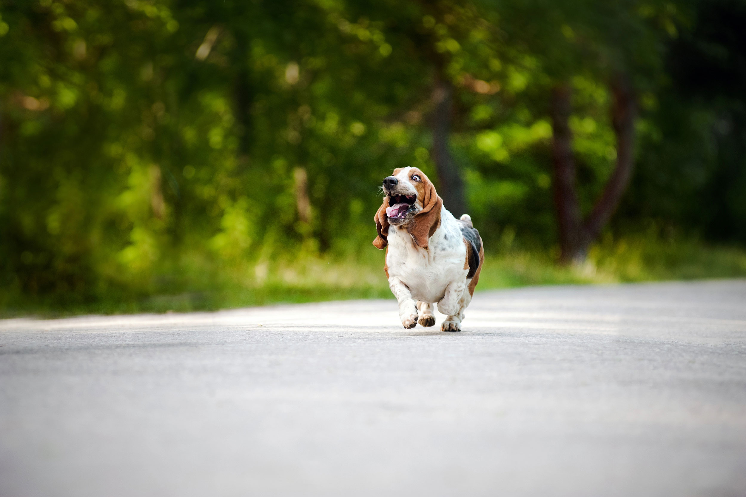 Basset Hound Running Down Road