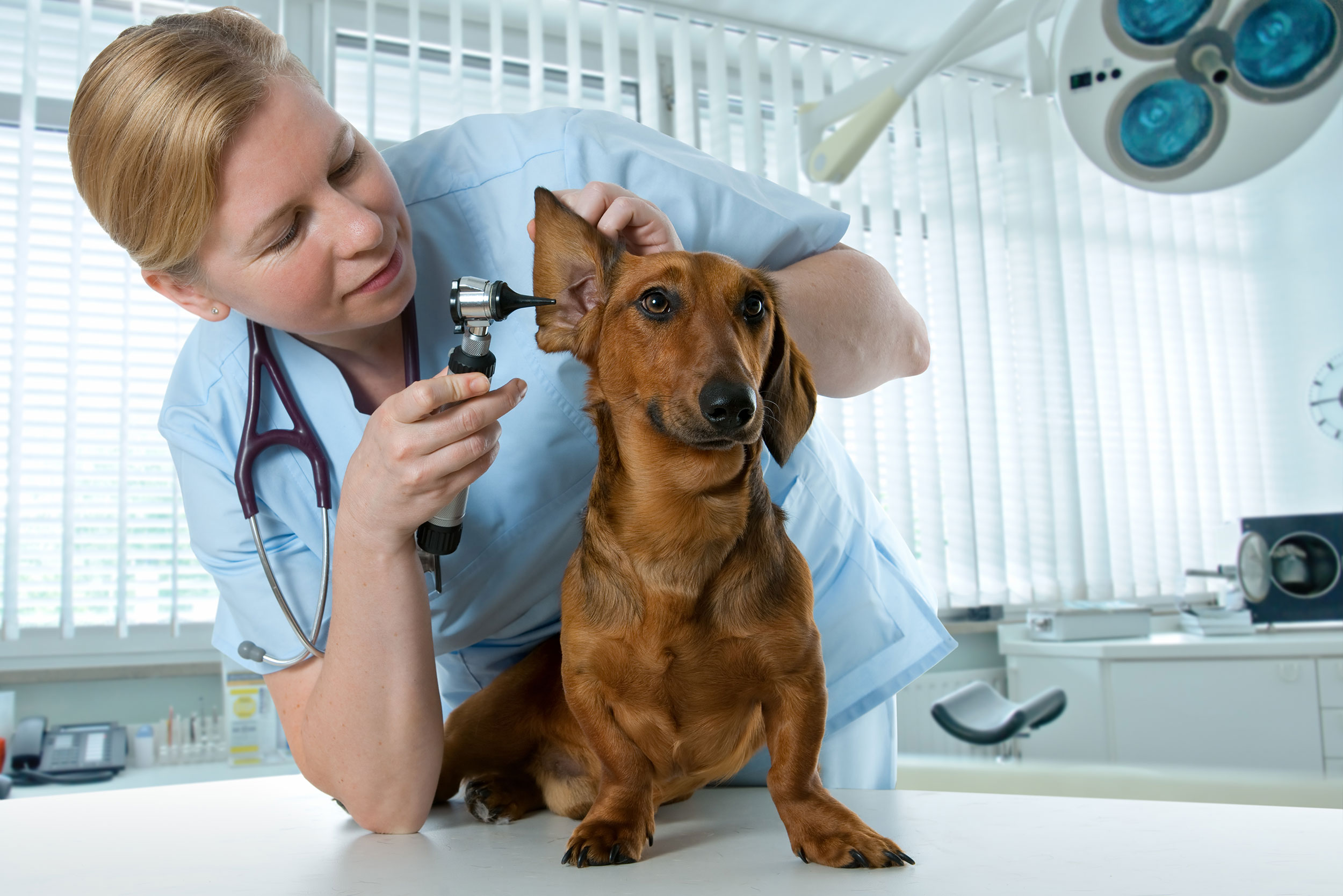 Dog Getting Ear Exam