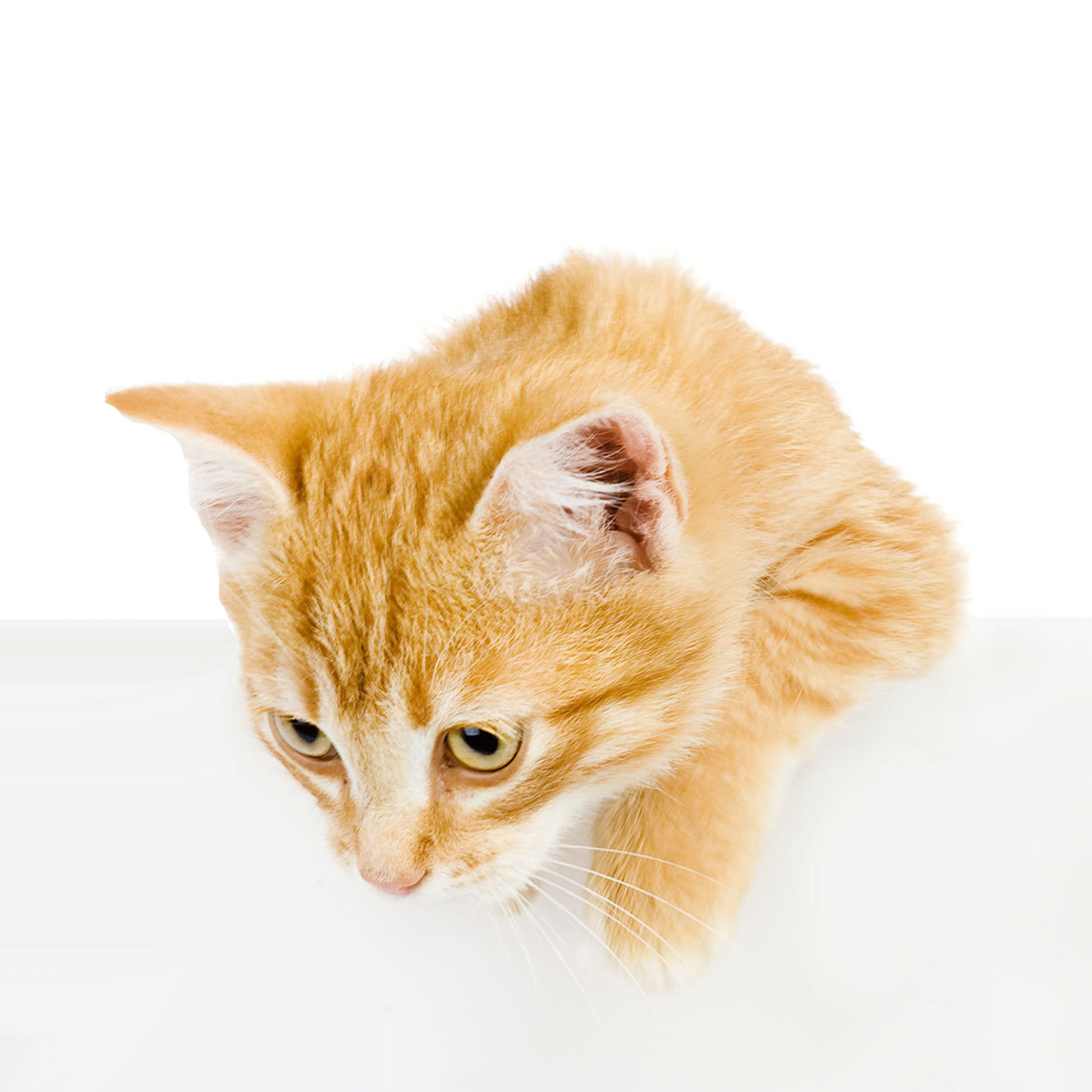 Orange Cat
