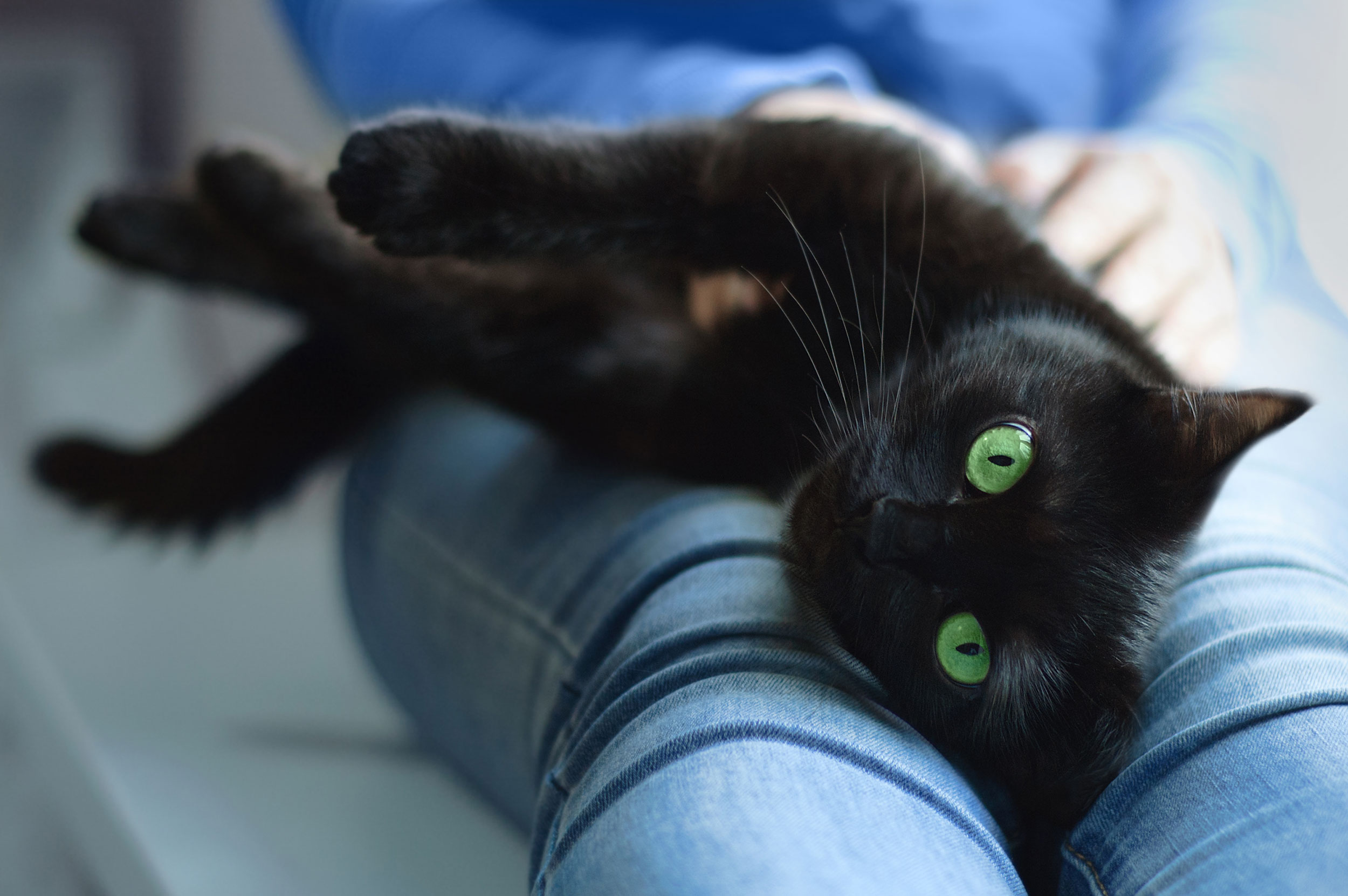 Person Holding Black Cat on Lap