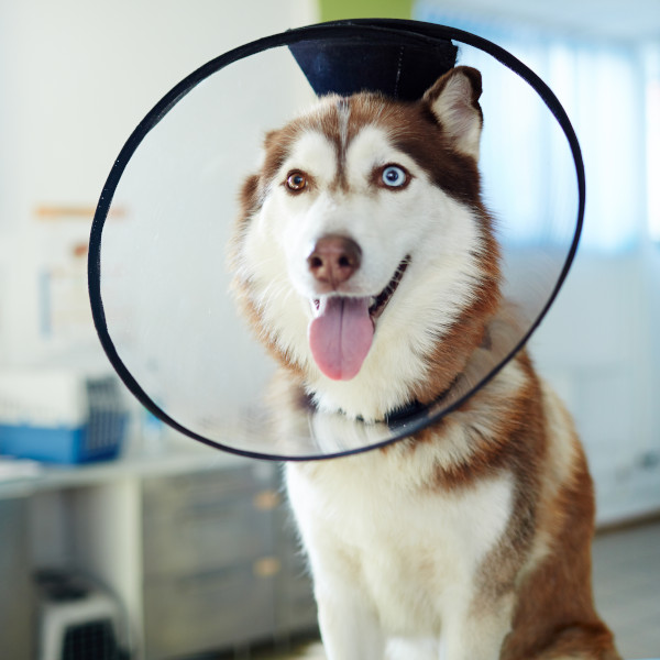 Husky in E-Collar