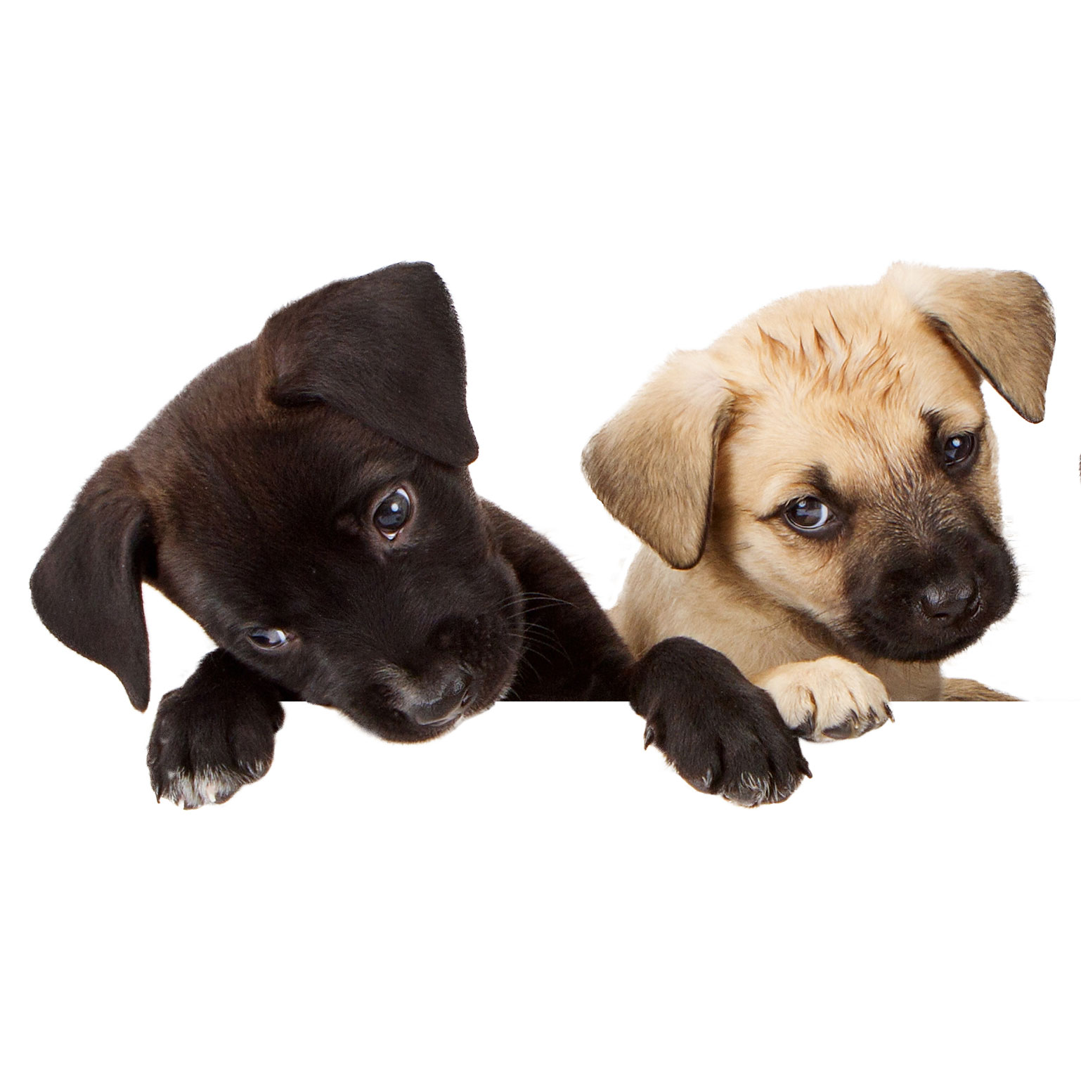 Two Puppies
