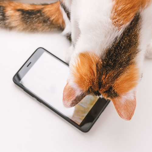 Cat Looking at Phone