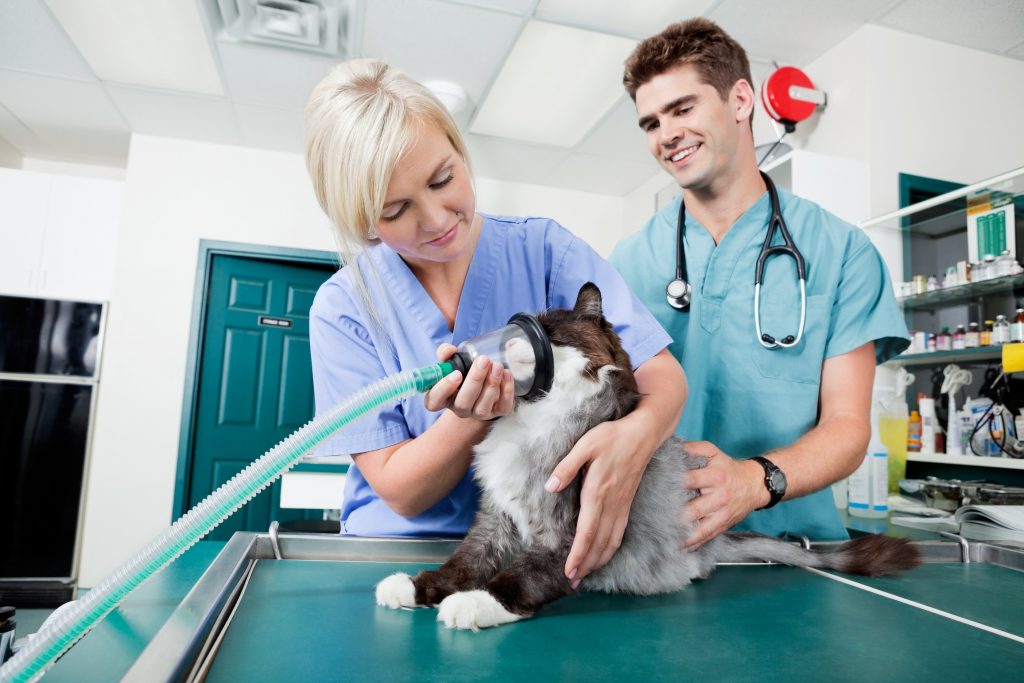 Veterinarian Services In Collinsville, IL Animal Emergency Center